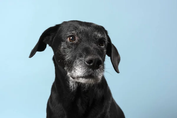 Preto Cão Azul Fundo — Fotografia de Stock