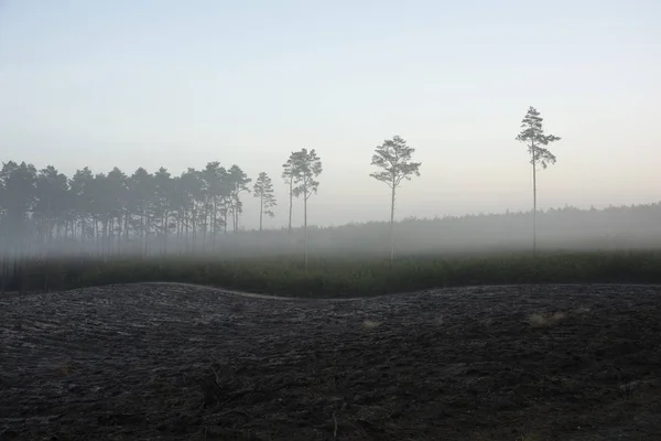 Foggy Morning Edge Forest — Stock Photo, Image