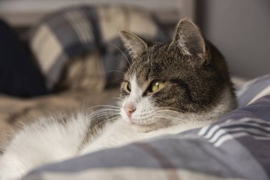 Kanepede güzel sarı gözlü genç kedicik.