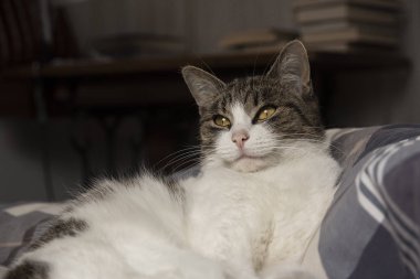 Kanepede güzel sarı gözlü genç kedicik.