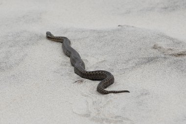 Kumda zehirli bir yılan.