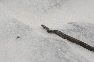 Kumda zehirli bir yılan.