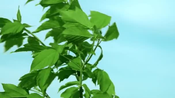 Green Skimming Leaves Trees — Stock Video