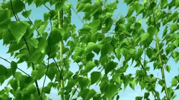 Groene Bladeren Van Bomen Afromen — Stockvideo