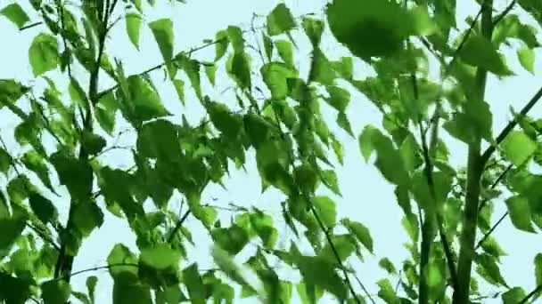 Groene Bladeren Van Bomen Afromen — Stockvideo