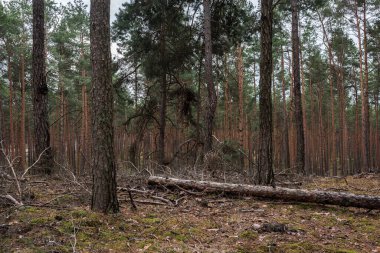Sabahları gizemli çam ormanları