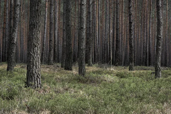 Mysterious Pine Forest Morning — Stock Photo, Image