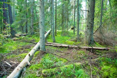Derin orman ve düşen ağaçlar