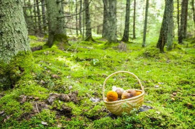 Derin bir ormanda mantar sepeti