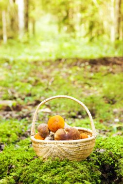 Mantar toplama fotoğraf