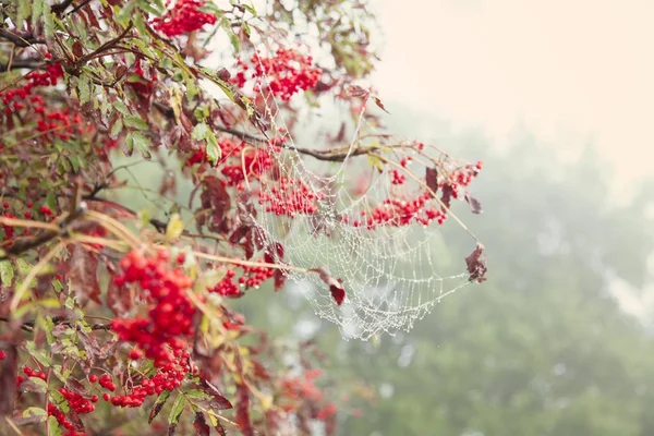 秋の季節の自然の壁紙の選択と集中 — ストック写真