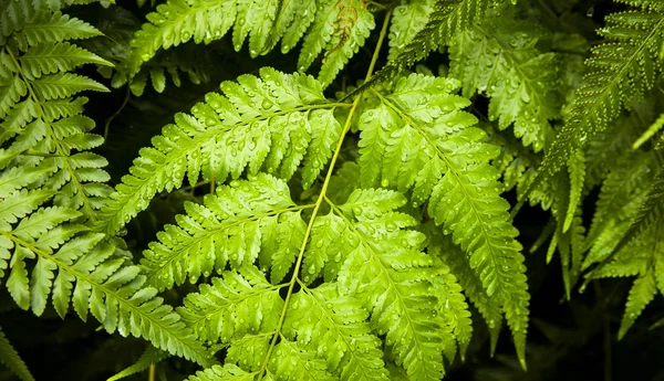 Green fern natural banner — Stock Photo, Image