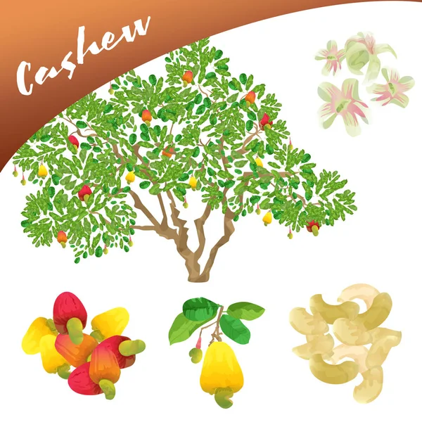 Vektor Eine Köstliche Frucht Als Cashew Baum Zeigt Ihre Blüten — Stockvektor