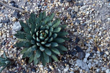 Agave Palmeri 'yi kapatın.
