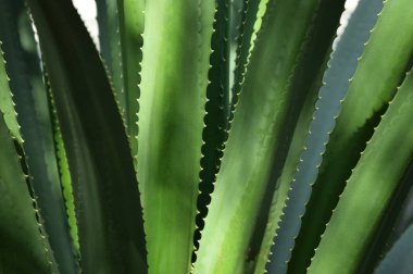 Yeşil agave bitkisinin ayrıntıları