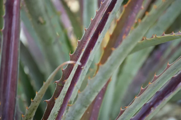 Close up de pequenos espinhos agave — Fotografia de Stock