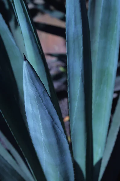 Détail des feuilles d'agave americana — Photo