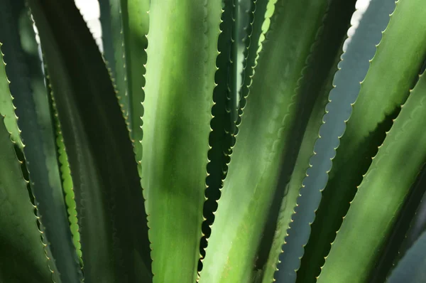 Detalhe da planta agave verde — Fotografia de Stock
