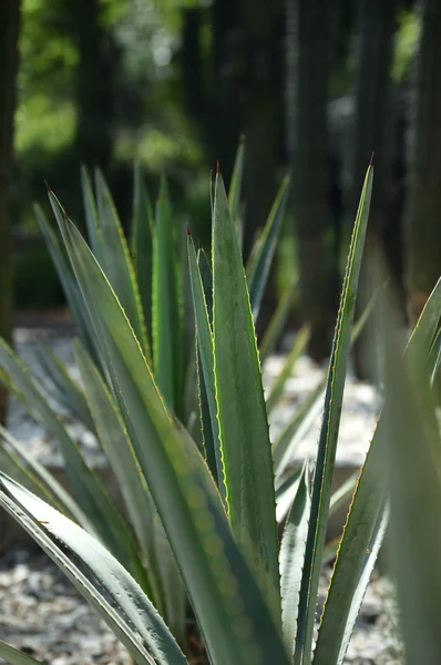 Detalhe da planta agave verde jovem — Fotografia de Stock