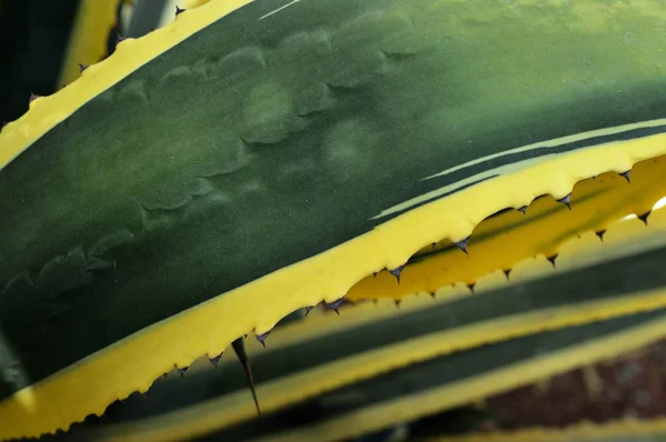 Extremo close-up de agave americana marginata — Fotografia de Stock