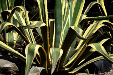 agave americana marginata