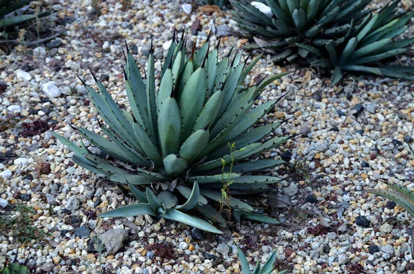 Agave palmeri — Stock fotografie