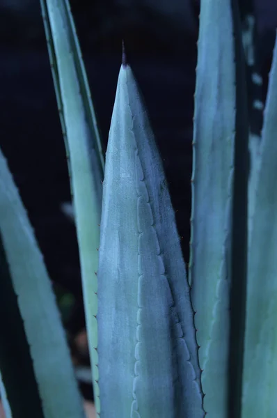 Närbild av agave americana löv — Stockfoto