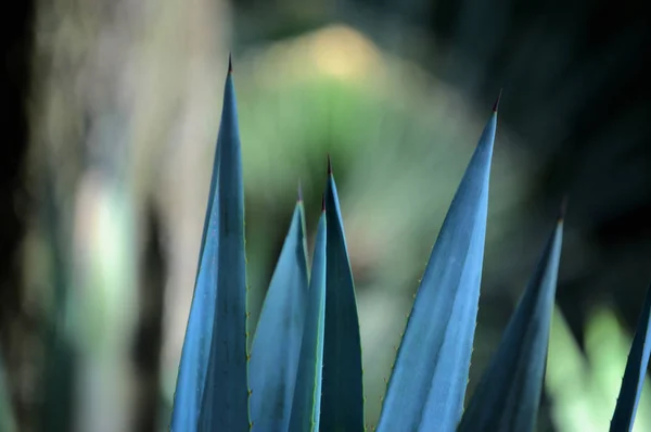Close up de agave americana espinhos — Fotografia de Stock