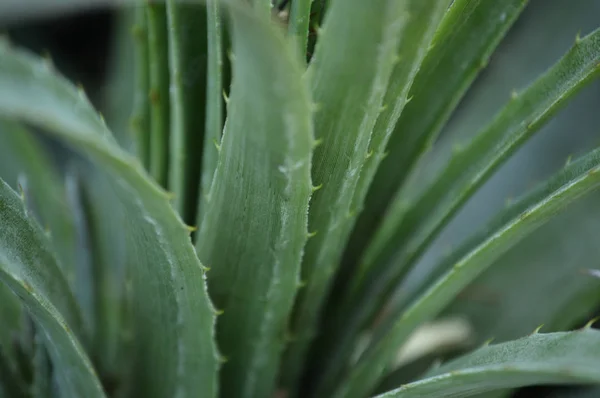 Extremo cerca de espinas de agave jóvenes — Foto de Stock