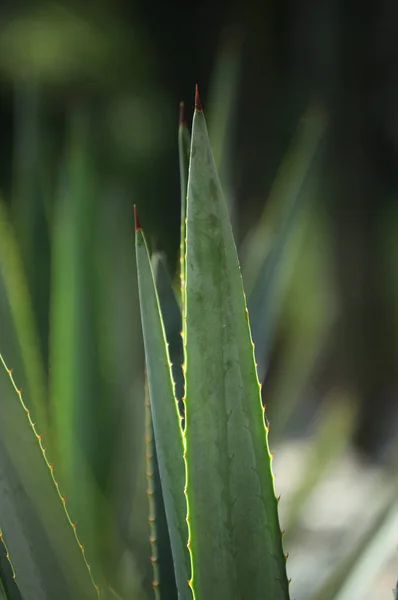 Mladé zelené agave rostlinné trny — Stock fotografie