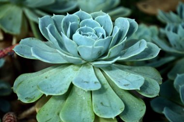 Yeşil Echeveria elegans bitkisinin ayrıntıları
