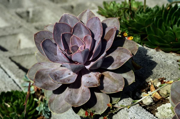 Detalhe da planta echeveria elegans roxo — Fotografia de Stock