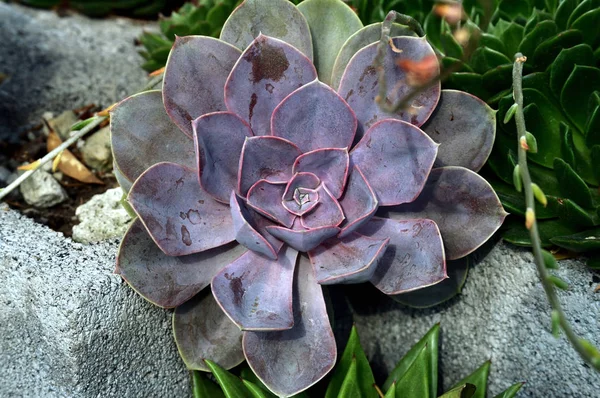 Mor echeveria elegans bitkisine yakın çekim