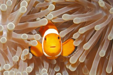 Palyaço tehlikede Yüzme deniz Anemone içinde