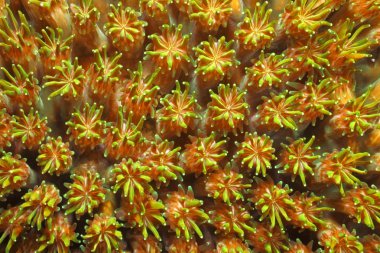 Yeşil ve kahverengi sert mercan polipler