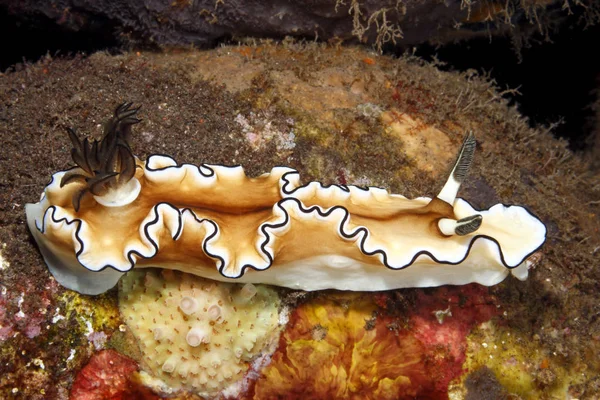 Nudibranch, Doriprismatica atromarginata — Stock Photo, Image