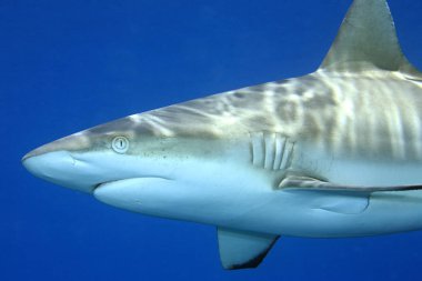 Grey Reef Shark, Carcharhinus amblyrhynchos clipart