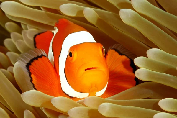 Bohóc Anemonefish a tengeri kökörcsin — Stock Fotó