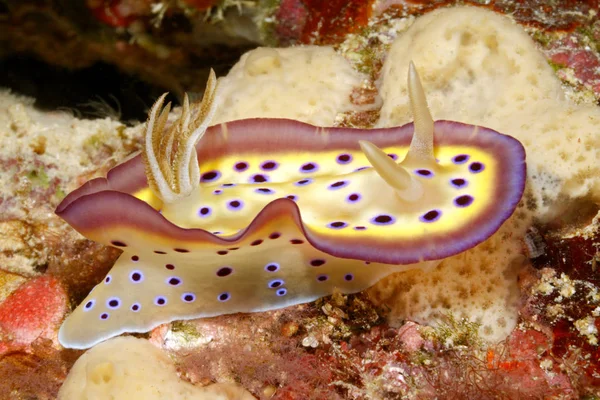 Nudibranch, Goniobranchus kuniei — Stock Photo, Image