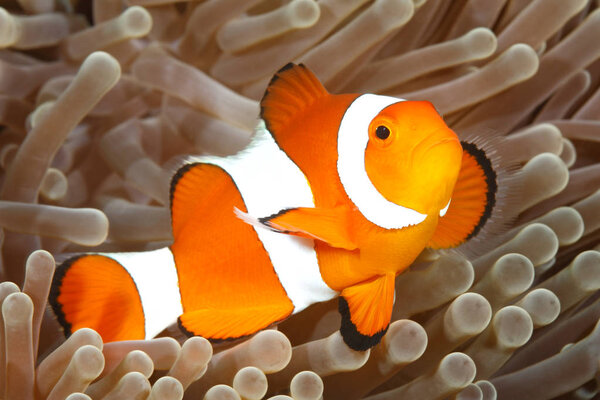 Clown Anemonefish, Amphiprion percula