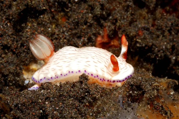 Omurgasızını, Hypselodoris sp