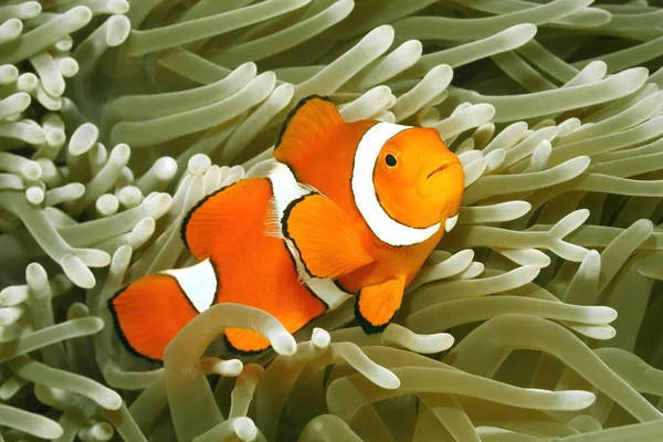 Palyaço tehlikede, Amphiprion percula