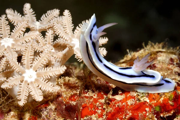 Nudibranch, Chromodoris lochi — 图库照片