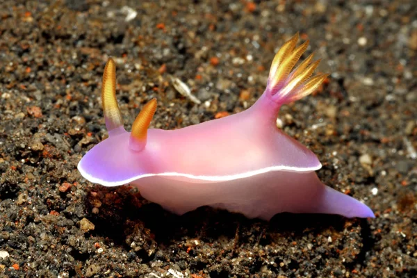 Nudibranch, selodoris bullockii — стоковое фото