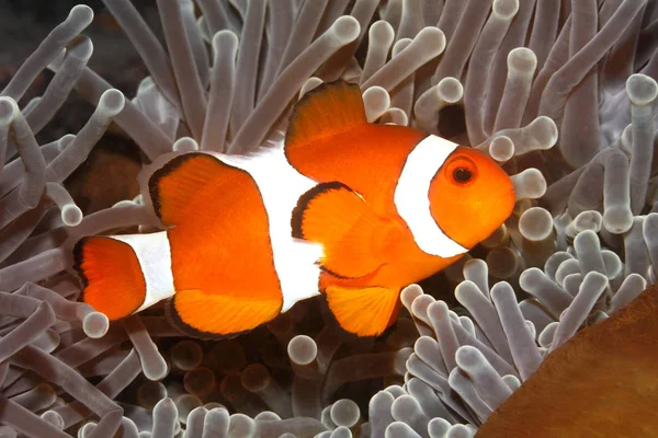 Clown Anemonefish, Amphiprion ocellaris — Stock Photo, Image