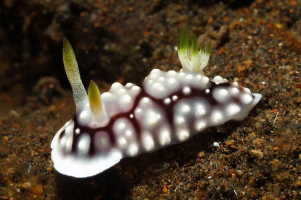 Nudibranch, Goniobranchus geometricus — Stockfoto