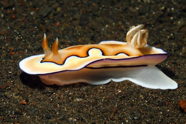 Nudibranch, Goniobranchus coi — Zdjęcie stockowe