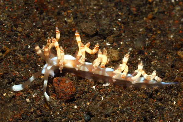 Nudibranch, Samla bilas — Zdjęcie stockowe