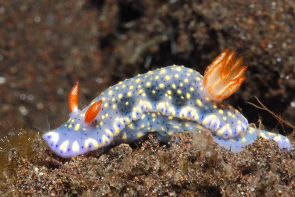 Nudibranch Hypselodoris Kanga Tulamben Bali Indonesia Mar Bali Océano Índico — Foto de Stock