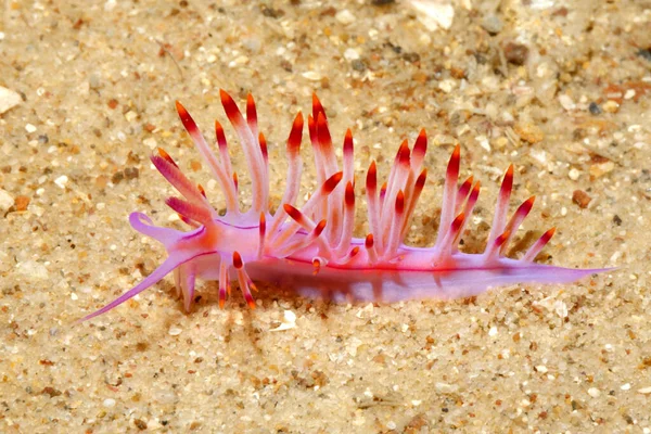 Nudibranch Coryphellina Rubrolineata Anteriormente Descrita Como Flabellina Rubrolineata Nelson Bay — Foto de Stock